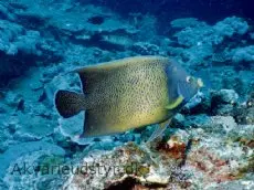 Pomacanthus Semicirculatus Korean Angelfish Stor